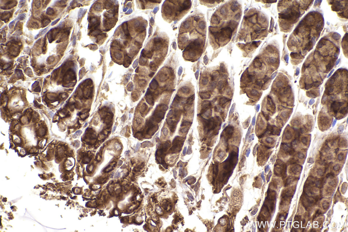 Immunohistochemical analysis of paraffin-embedded mouse stomach tissue slide using KHC2374 (RPL19 IHC Kit).