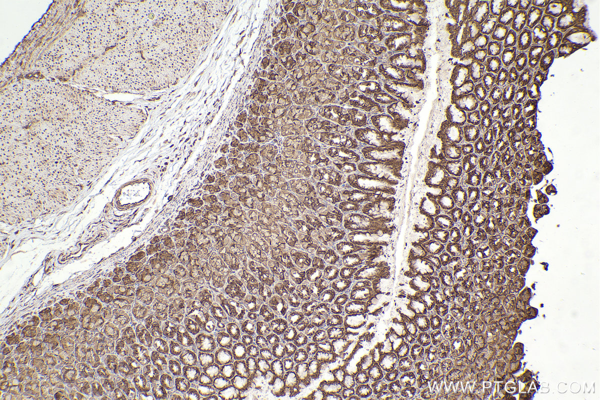 Immunohistochemical analysis of paraffin-embedded rat stomach tissue slide using KHC2374 (RPL19 IHC Kit).