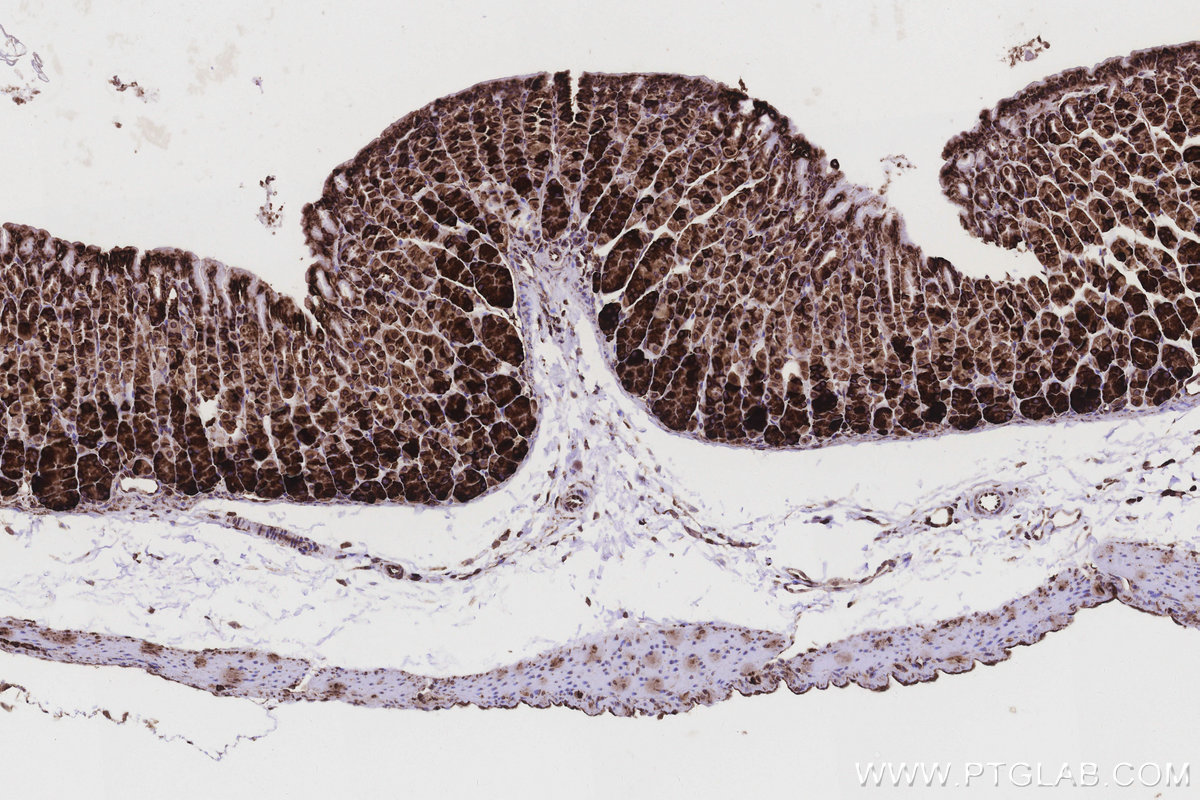 Immunohistochemical analysis of paraffin-embedded mouse stomach tissue slide using KHC3212 (RPL5 IHC Kit).