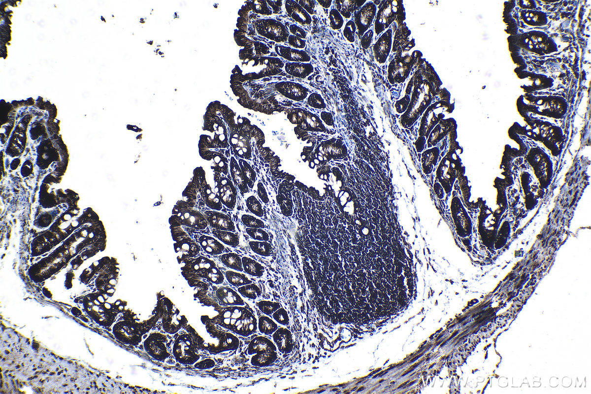 Immunohistochemical analysis of paraffin-embedded mouse colon tissue slide using KHC1265 (RPL7A IHC Kit).