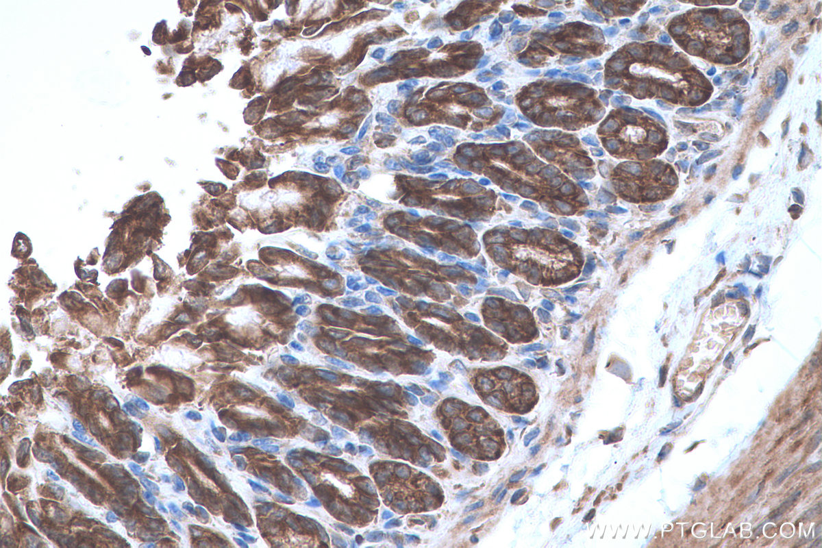 Immunohistochemical analysis of paraffin-embedded mouse stomach tissue slide using KHC0641 (RPS13 IHC Kit).