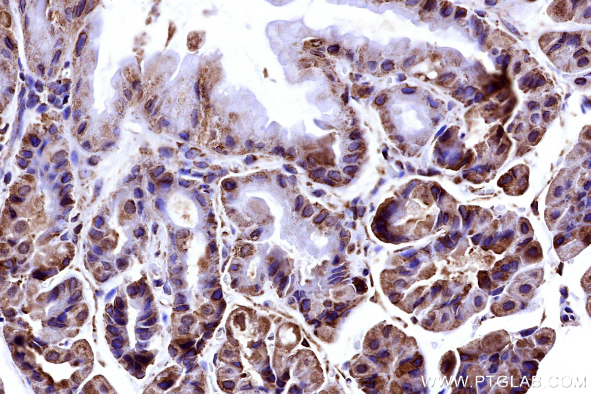 Immunohistochemical analysis of paraffin-embedded mouse stomach tissue slide using KHC3186 (RPS2 IHC Kit).