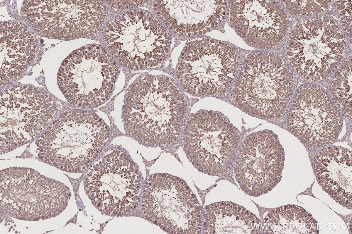 Immunohistochemical analysis of paraffin-embedded rat testis tissue slide using KHC2745 (RSPH1 IHC Kit).