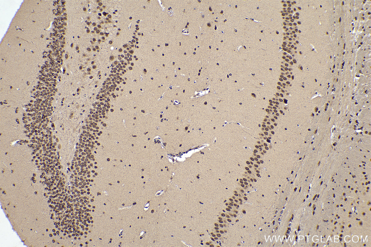 Immunohistochemical analysis of paraffin-embedded mouse brain tissue slide using KHC0860 (RTCB IHC Kit).