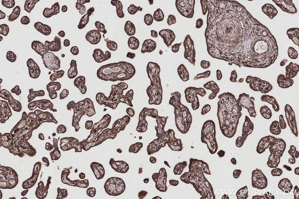 Immunohistochemical analysis of paraffin-embedded human placenta tissue slide using KHC2939 (RTN4/NOGO IHC Kit).