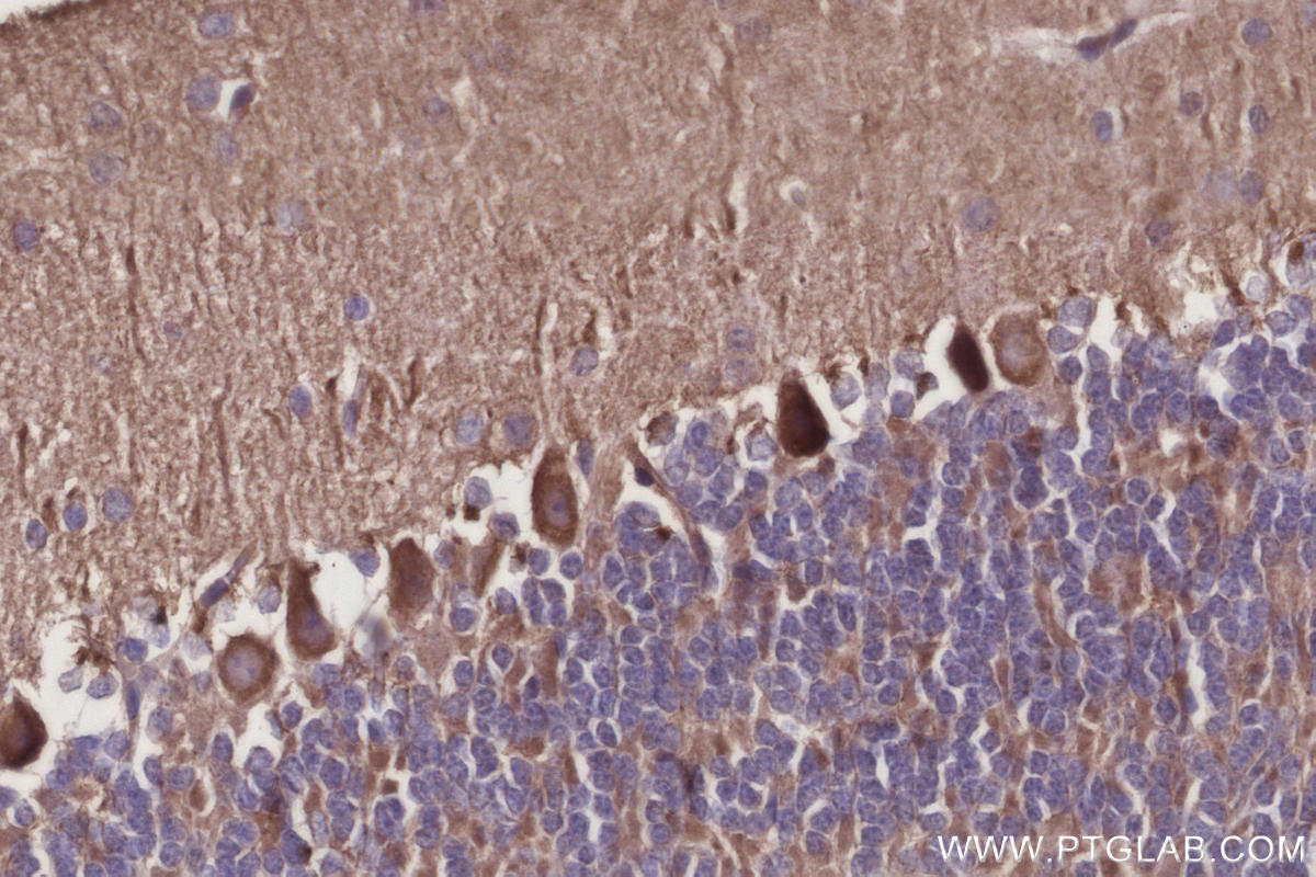 Immunohistochemical analysis of paraffin-embedded mouse cerebellum tissue slide using KHC2939 (RTN4/NOGO IHC Kit).