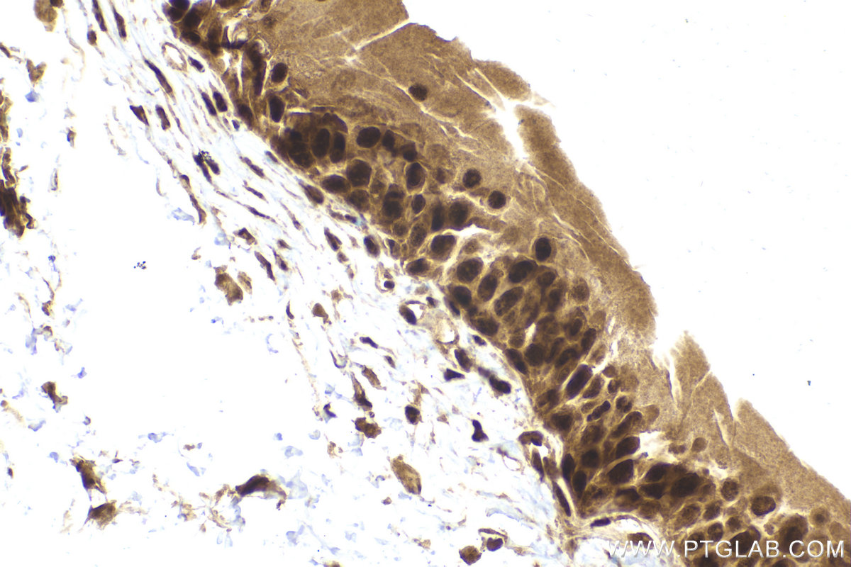 Immunohistochemical analysis of paraffin-embedded mouse bladder tissue slide using KHC2011 (RUVBL2 IHC Kit).