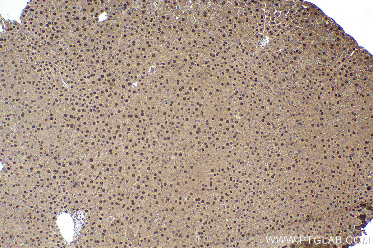 Immunohistochemical analysis of paraffin-embedded mouse liver tissue slide using KHC1603 (RXRA IHC Kit).