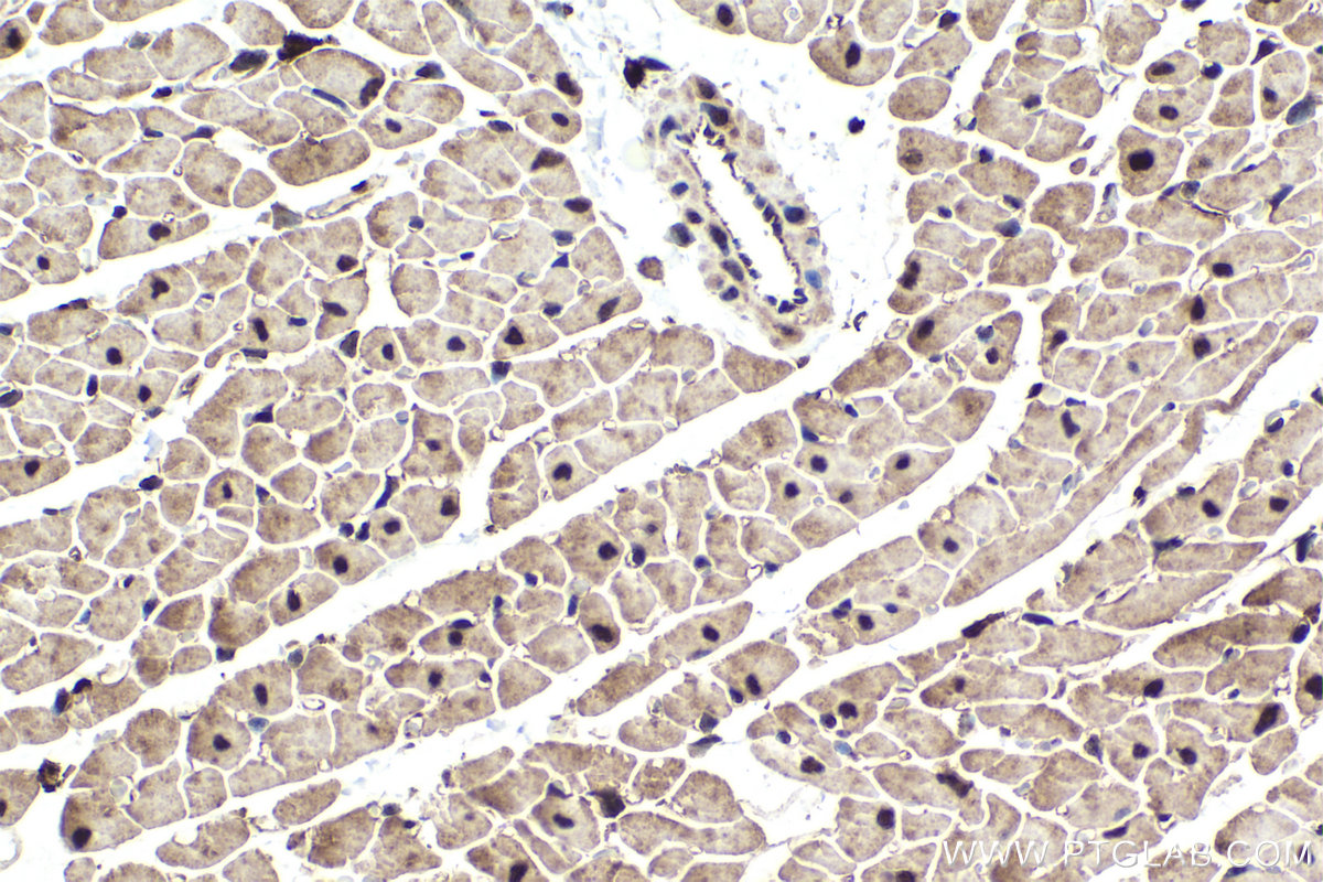 Immunohistochemical analysis of paraffin-embedded rat heart tissue slide using KHC1603 (RXRA IHC Kit).