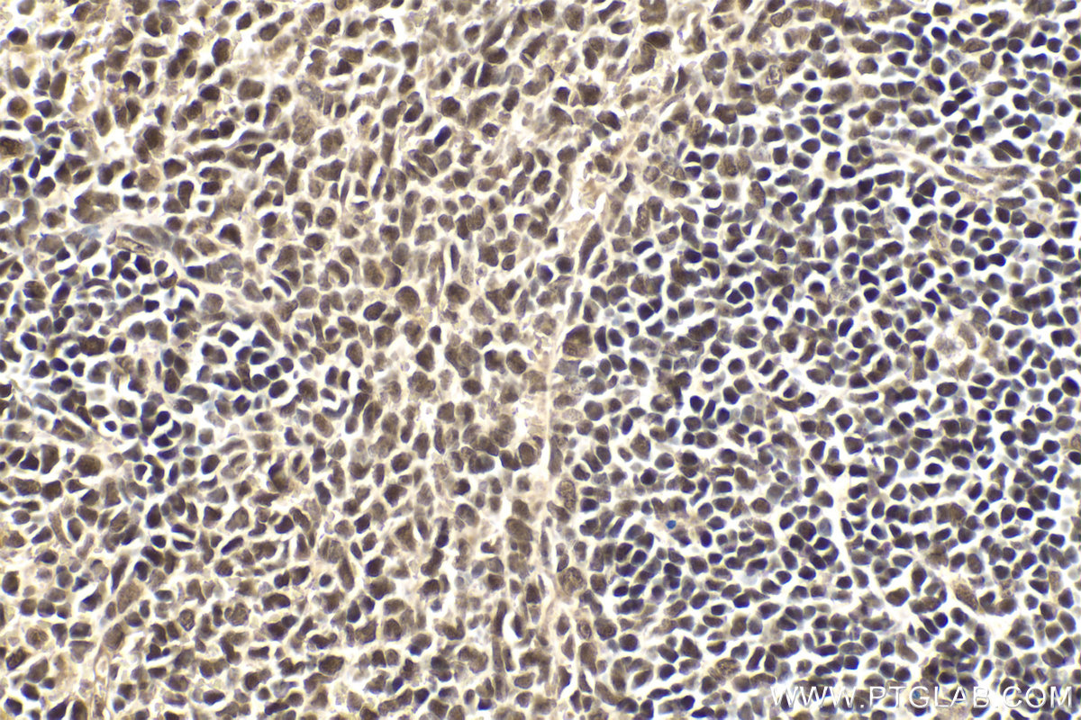 Immunohistochemical analysis of paraffin-embedded rat spleen tissue slide using KHC1575 (RXRB IHC Kit).