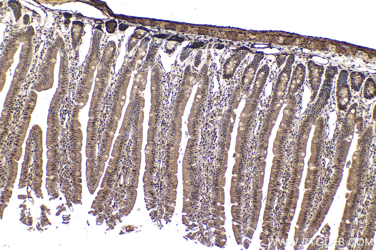 Immunohistochemical analysis of paraffin-embedded rat small intestine tissue slide using KHC1575 (RXRB IHC Kit).