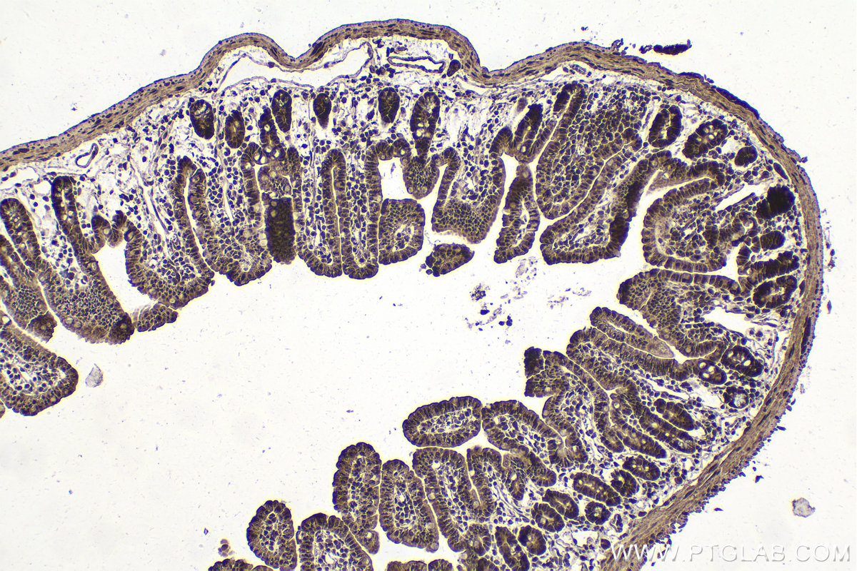 Immunohistochemical analysis of paraffin-embedded mouse small intestine tissue slide using KHC1575 (RXRB IHC Kit).