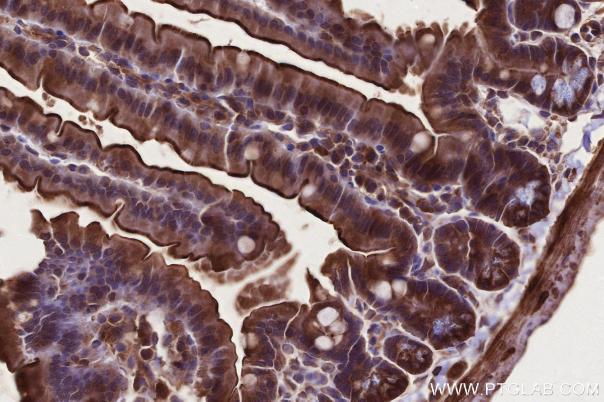 Immunohistochemical analysis of paraffin-embedded mouse small intestine tissue slide using KHC2666 (Raptor IHC Kit).