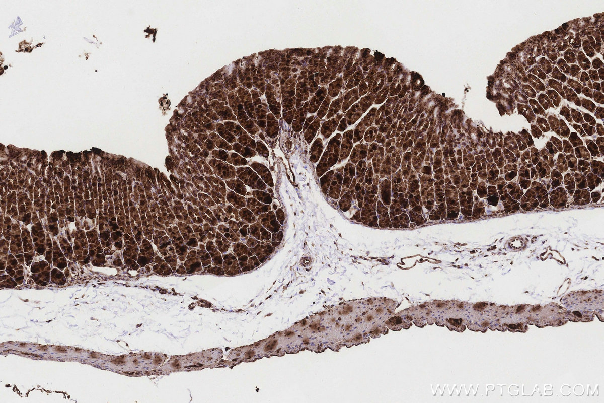 Immunohistochemical analysis of paraffin-embedded mouse stomach tissue slide using KHC3169 (Ribophorin I IHC Kit).