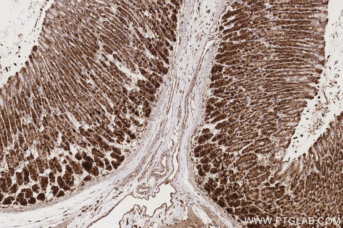 Immunohistochemical analysis of paraffin-embedded rat stomach tissue slide using KHC3169 (Ribophorin I IHC Kit).
