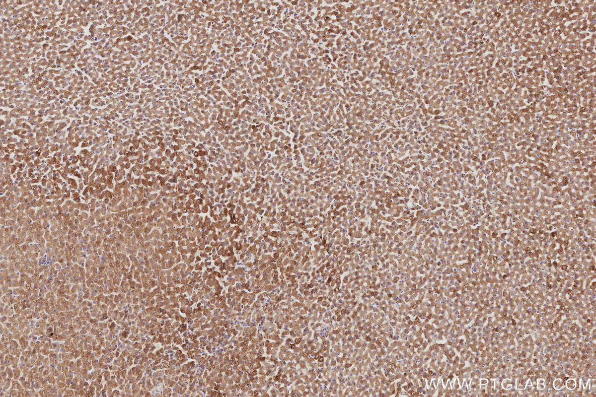Immunohistochemical analysis of paraffin-embedded rat adrenal gland tissue slide using KHC3075 (SAMM50 IHC Kit). Immunohistochemical analysis of paraffin-embedded rat adrenal gland tissue slide using KHC3075 (SAMM50 IHC Kit).