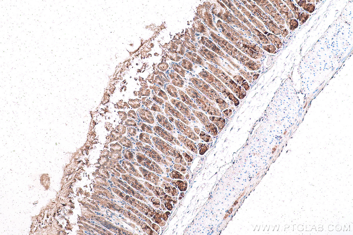 Immunohistochemical analysis of paraffin-embedded mouse stomach tissue slide using KHC0952 (SARS IHC Kit).