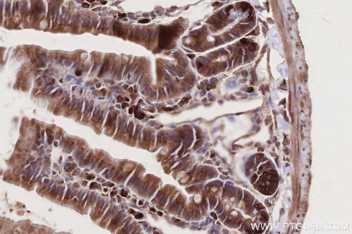 Immunohistochemical analysis of paraffin-embedded mouse small intestine tissue slide using KHC2736 (SCFD1 IHC Kit).