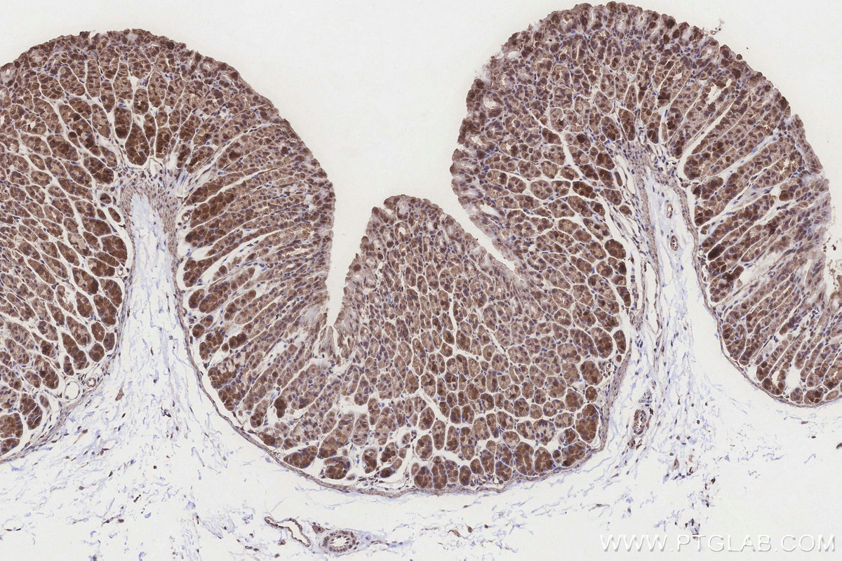 Immunohistochemical analysis of paraffin-embedded mouse stomach tissue slide using KHC3198 (SCP2/SCPx IHC Kit).