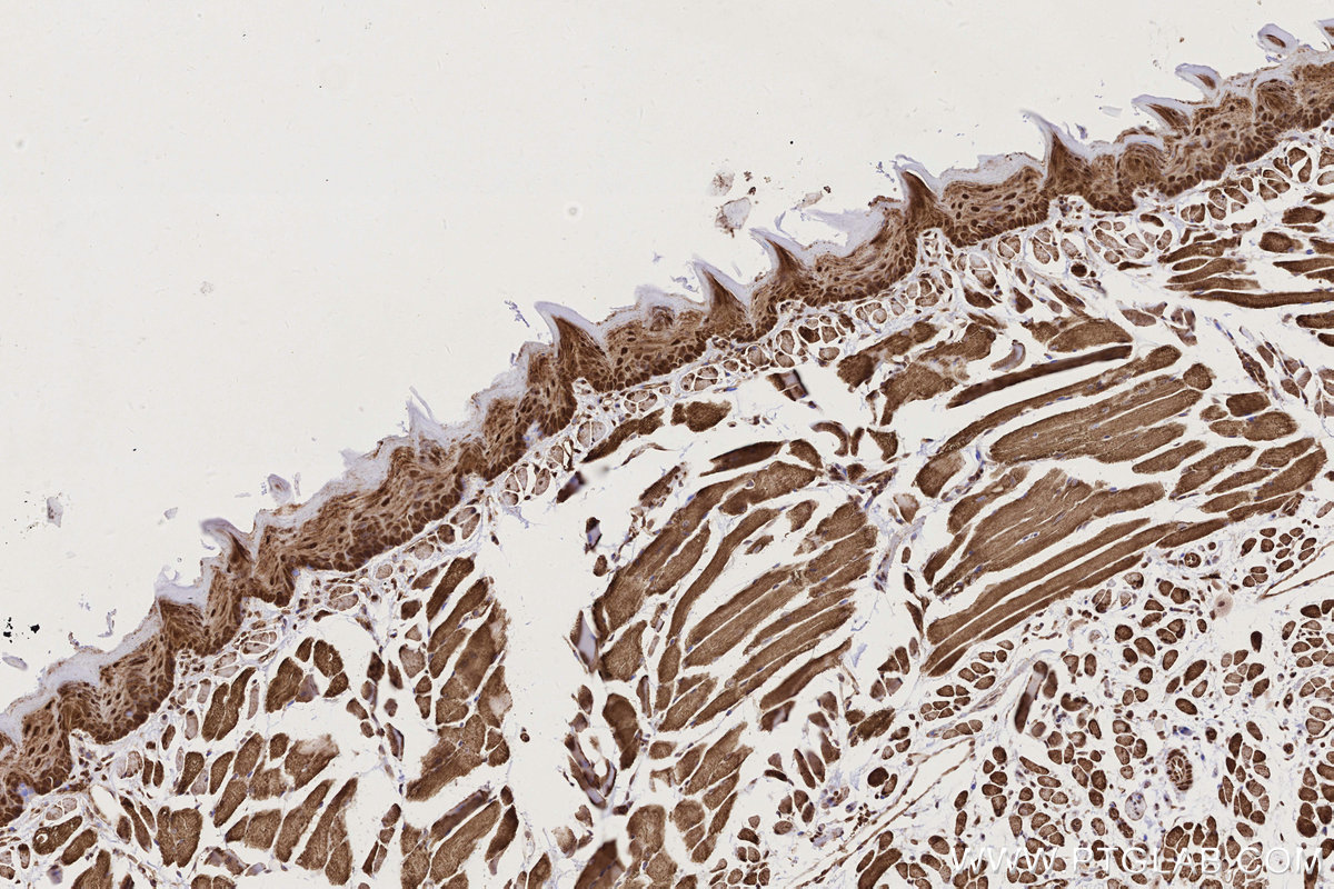 Immunohistochemical analysis of paraffin-embedded mouse tongue tissue slide using KHC2803 (SCYL1 IHC Kit).