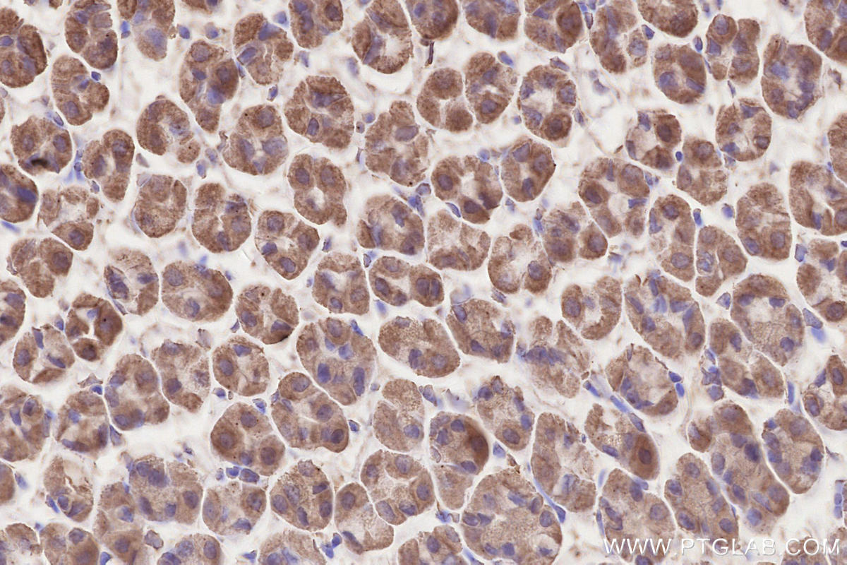 Immunohistochemical analysis of paraffin-embedded mouse stomach tissue slide using KHC2509 (SDHB IHC Kit).