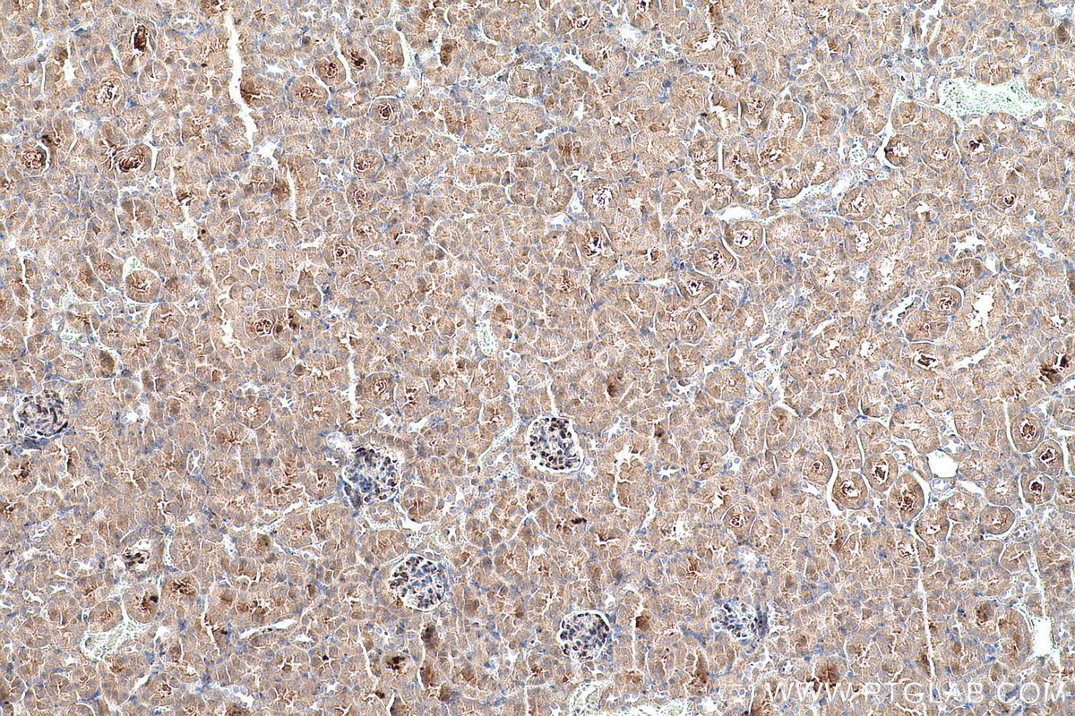 Immunohistochemical analysis of paraffin-embedded mouse kidney tissue slide using KHC0703 (SEC31A IHC Kit).