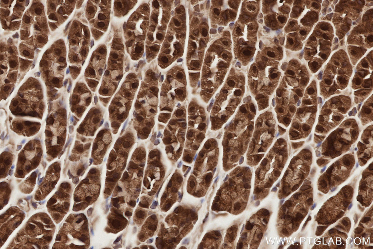 Immunohistochemical analysis of paraffin-embedded mouse stomach tissue slide using KHC2789 (SEH1L IHC Kit). Immunohistochemical analysis of paraffin-embedded mouse stomach tissue slide using KHC2789 (SEH1L IHC Kit).