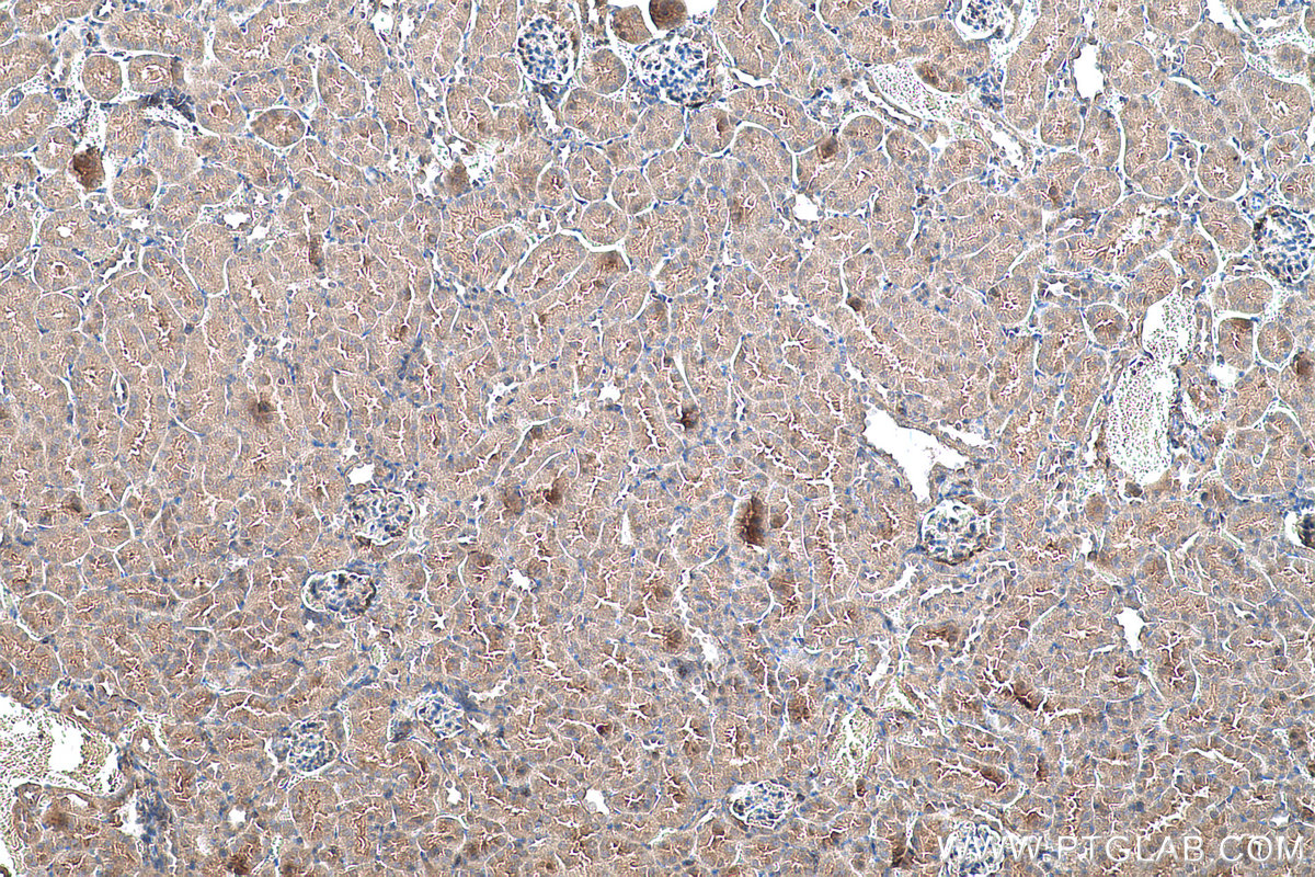 Immunohistochemical analysis of paraffin-embedded mouse kidney tissue slide using KHC0574 (SELENBP1 IHC Kit).