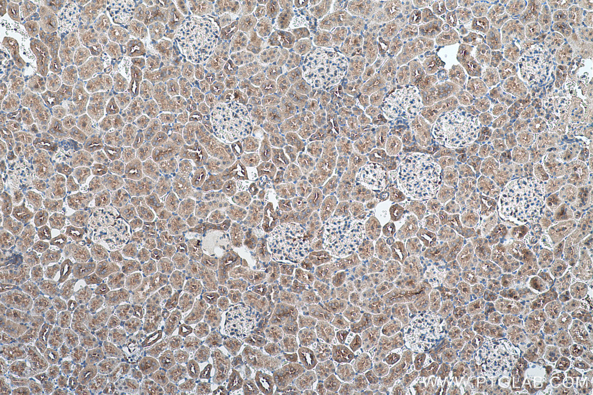 Immunohistochemical analysis of paraffin-embedded rat kidney tissue slide using KHC0574 (SELENBP1 IHC Kit).