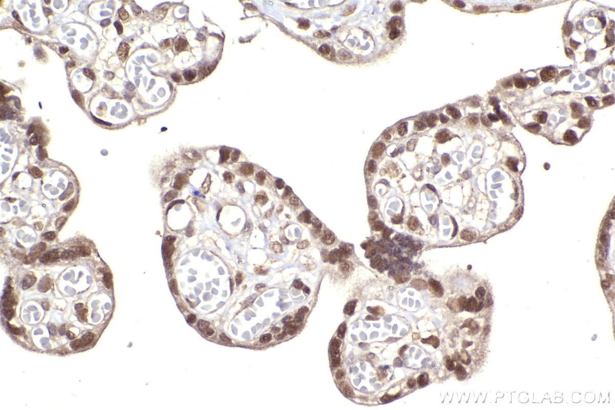 Immunohistochemical analysis of paraffin-embedded human placenta tissue slide using KHC2293 (SEPHS1 IHC Kit).