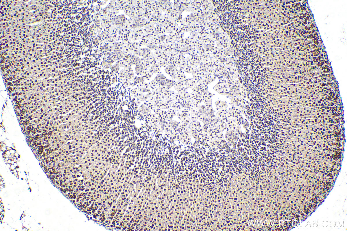 Immunohistochemical analysis of paraffin-embedded mouse adrenal gland tissue slide using KHC2293 (SEPHS1 IHC Kit).