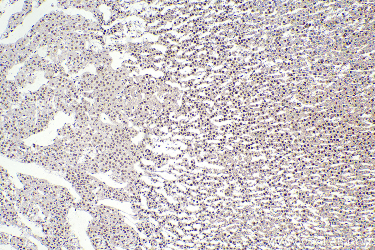 Immunohistochemical analysis of paraffin-embedded rat adrenal gland tissue slide using KHC2293 (SEPHS1 IHC Kit).
