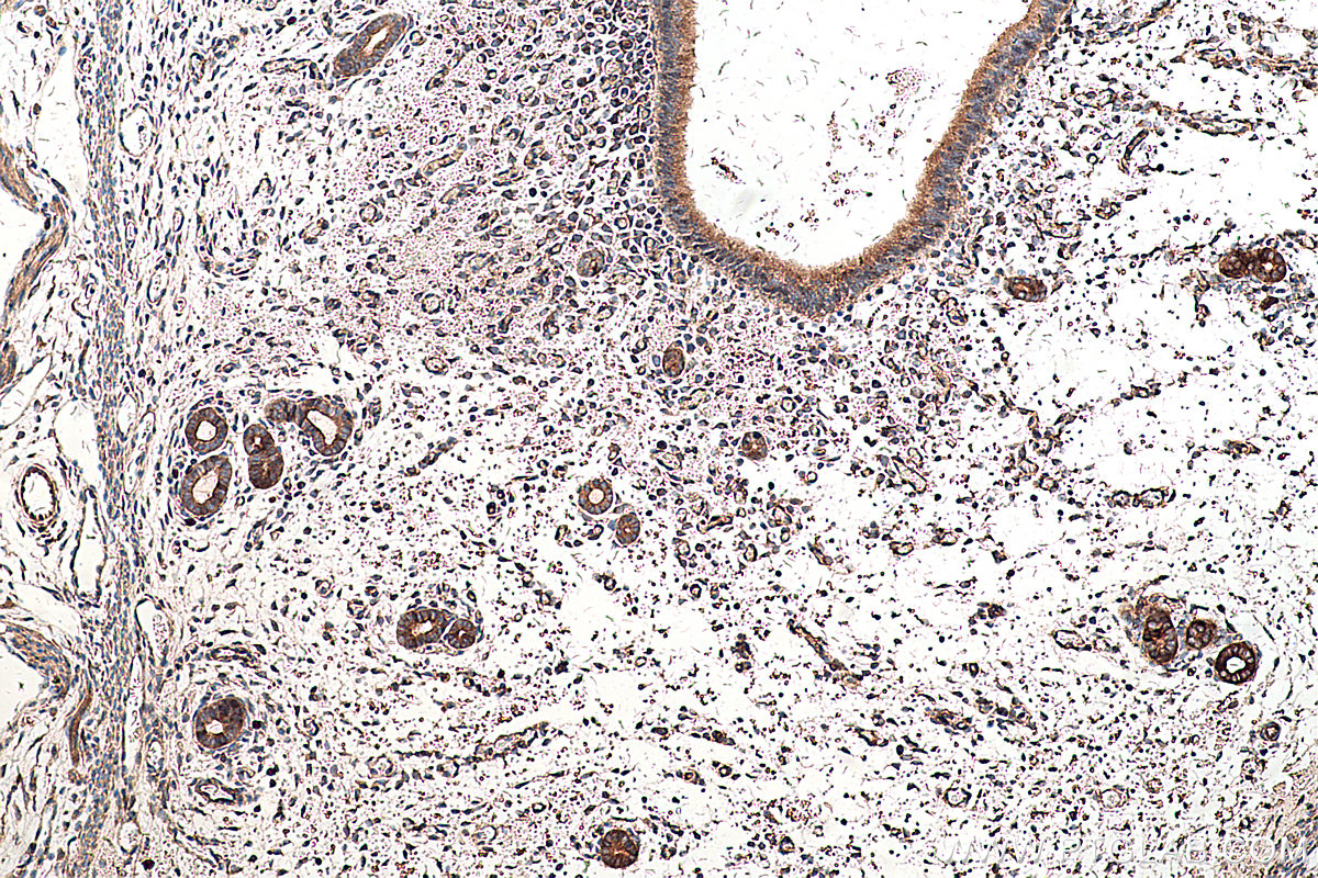Immunohistochemical analysis of paraffin-embedded mouse uterus tissue slide using KHC0322 (SEPN1 IHC Kit).
