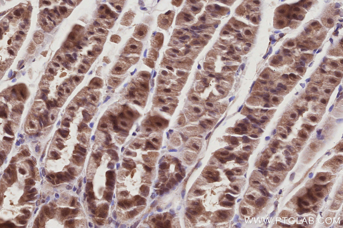 Immunohistochemical analysis of paraffin-embedded mouse stomach tissue slide using KHC3011 (SERTAD1 IHC Kit).