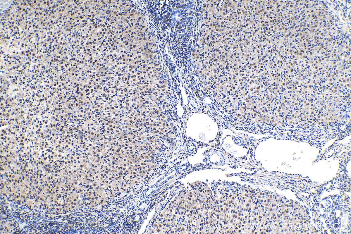 Immunohistochemical analysis of paraffin-embedded rat ovary tissue slide using KHC1438 (SF1 IHC Kit).