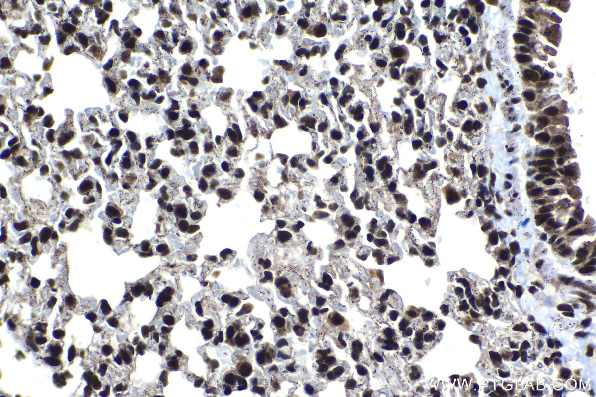 Immunohistochemical analysis of paraffin-embedded mouse lung tissue slide using KHC1406 (SF3A3 IHC Kit).