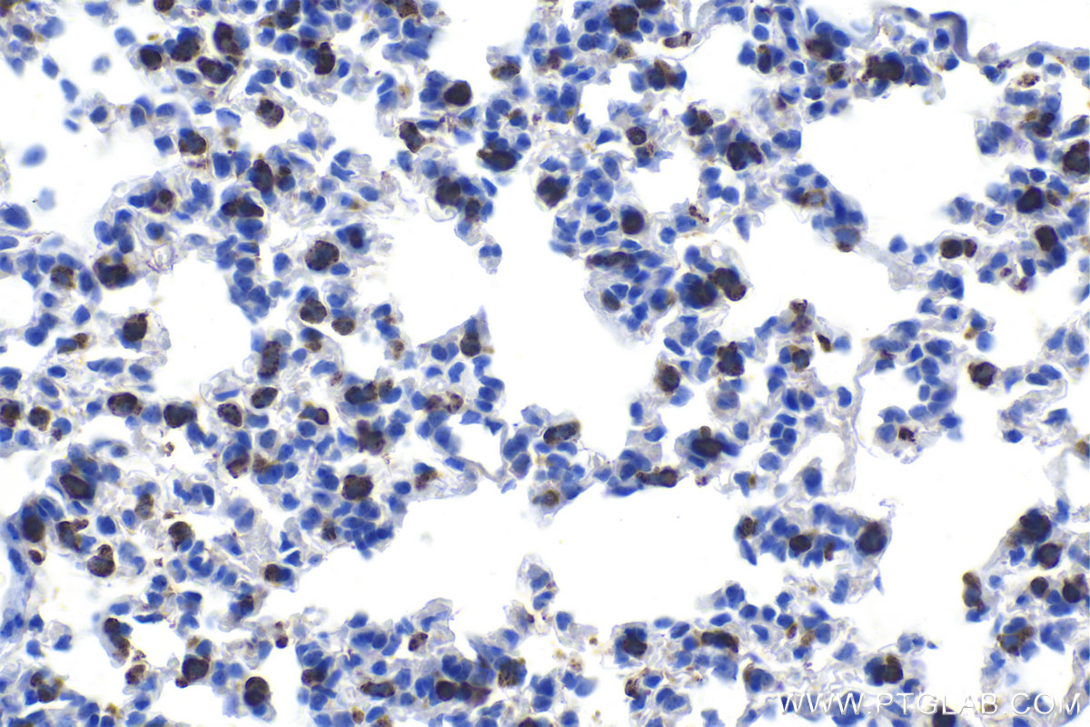 Immunohistochemical analysis of paraffin-embedded mouse lung tissue slide using KHC1098 (SFTPC IHC Kit).