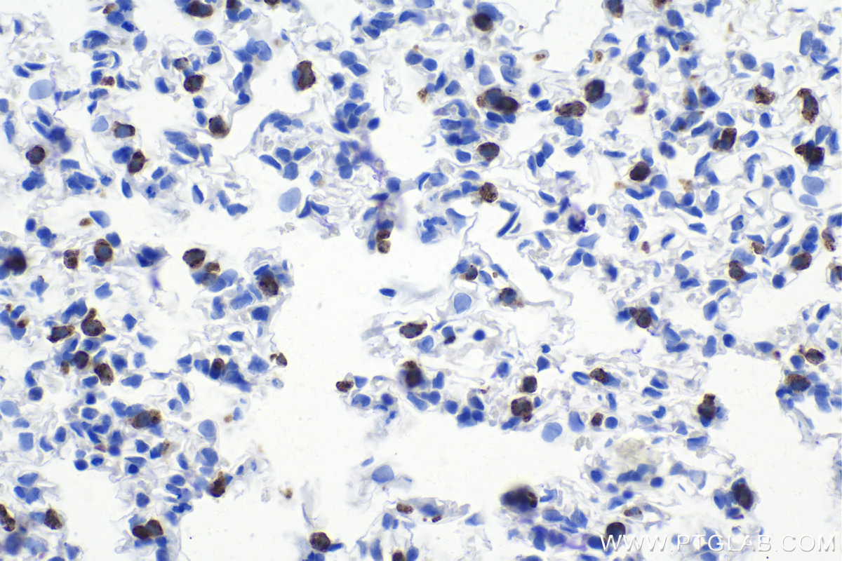 Immunohistochemical analysis of paraffin-embedded rat lung tissue slide using KHC1098 (SFTPC IHC Kit).