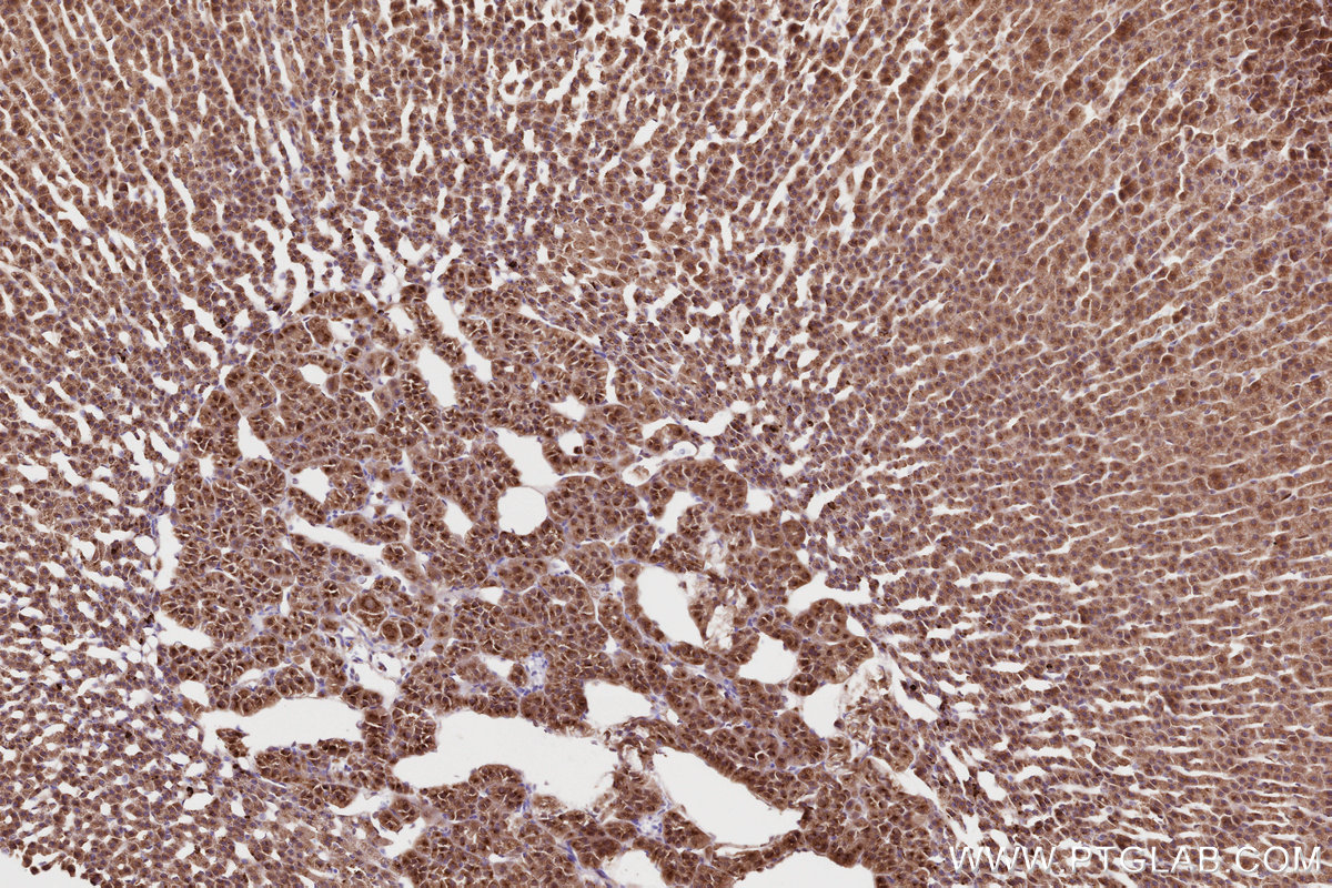Immunohistochemical analysis of paraffin-embedded rat adrenal gland tissue slide using KHC2798 (SGSM3 IHC Kit).