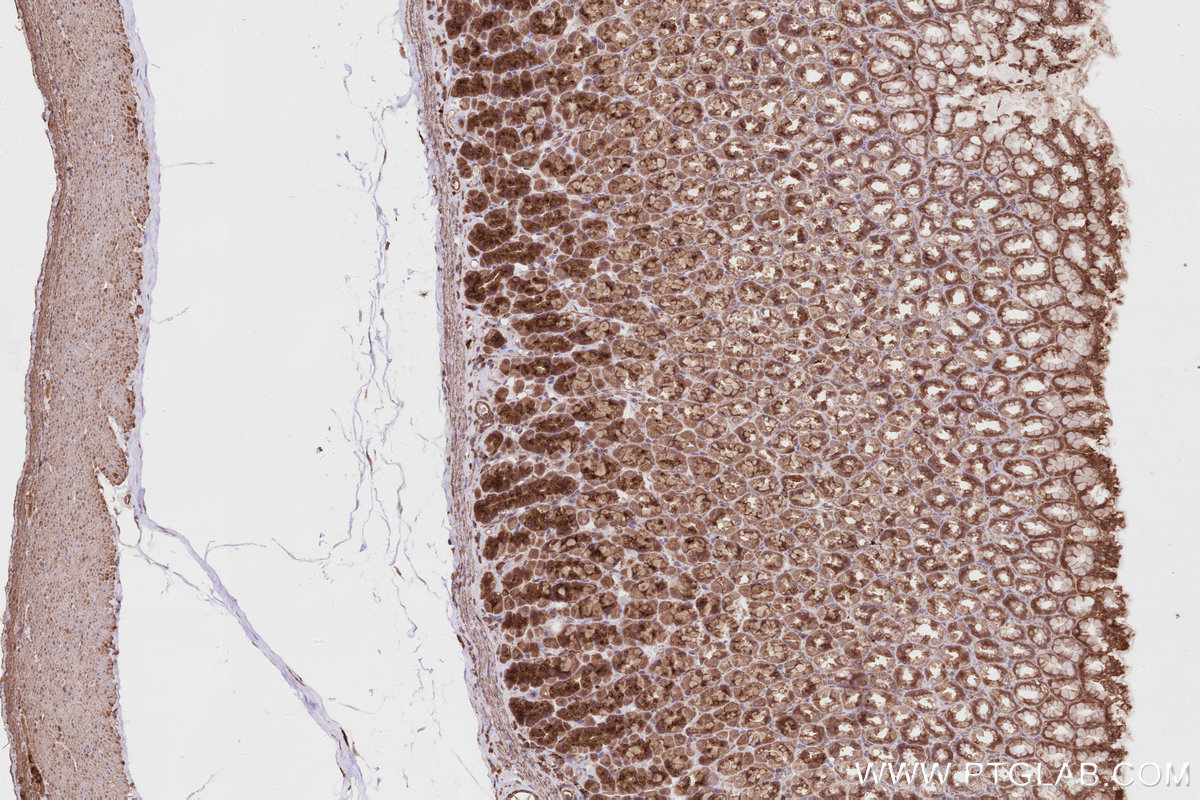 Immunohistochemical analysis of paraffin-embedded rat stomach tissue slide using KHC2798 (SGSM3 IHC Kit).