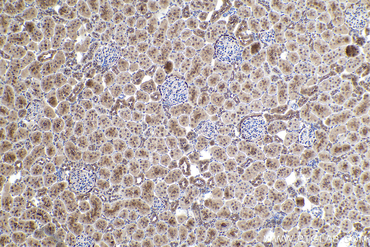 Immunohistochemical analysis of paraffin-embedded rat kidney tissue slide using KHC0875 (SGTA IHC Kit).