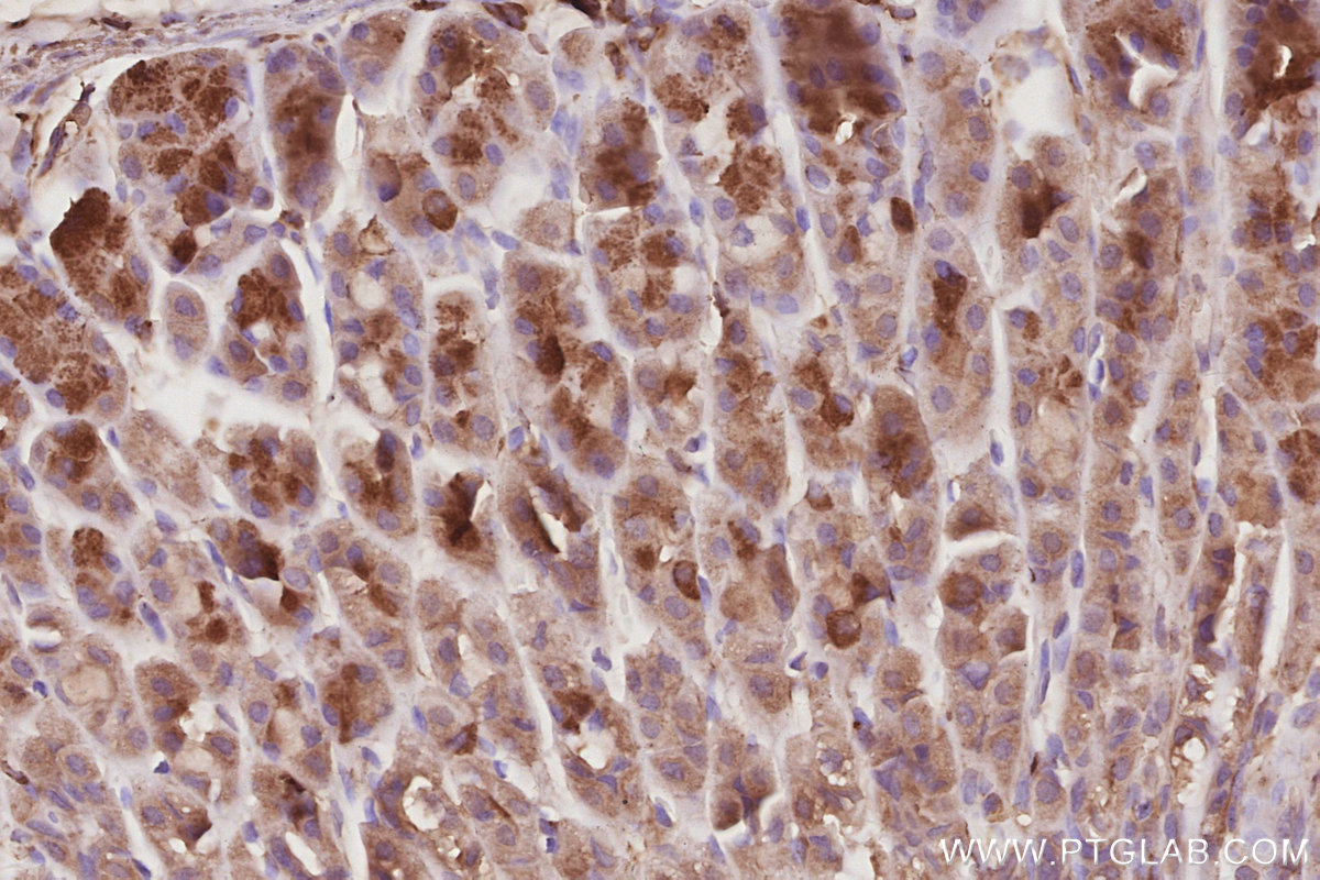 Immunohistochemical analysis of paraffin-embedded mouse stomach tissue slide using KHC3064 (SH3BP1 IHC Kit). Immunohistochemical analysis of paraffin-embedded mouse stomach tissue slide using KHC3064 (SH3BP1 IHC Kit).