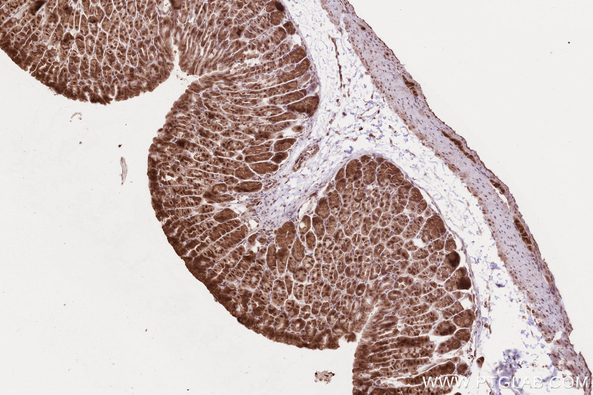 Immunohistochemical analysis of paraffin-embedded mouse stomach tissue slide using KHC2604 (SHLD3 IHC Kit).
