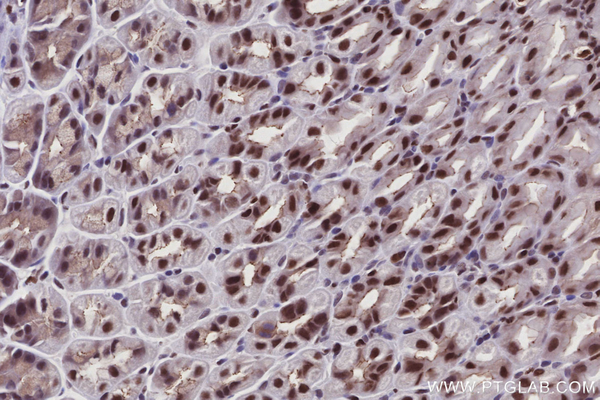 Immunohistochemical analysis of paraffin-embedded mouse stomach tissue slide using KHC2950 (SIRT7 IHC Kit).