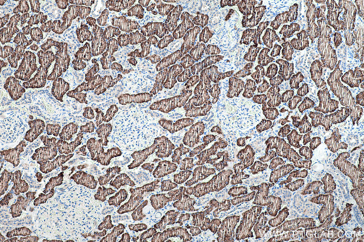 Immunohistochemical analysis of paraffin-embedded human kidney tissue slide using KHC0195 (SLC13A3 IHC Kit).