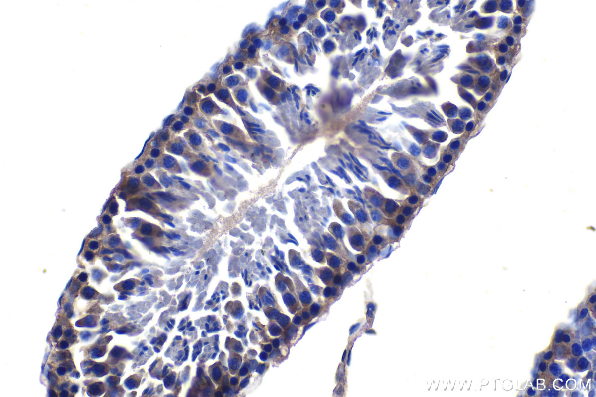 Immunohistochemical analysis of paraffin-embedded rat testis tissue slide using KHC1087 (SLC25A42 IHC Kit).