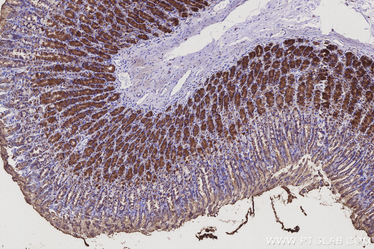 Immunohistochemical analysis of paraffin-embedded rat stomach tissue slide using KHC3114 (SLC39A3 IHC Kit).