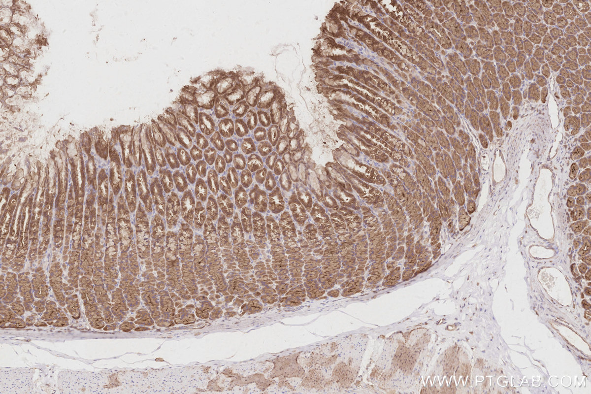Immunohistochemical analysis of paraffin-embedded rat stomach tissue slide using KHC2905 (SLK IHC Kit).