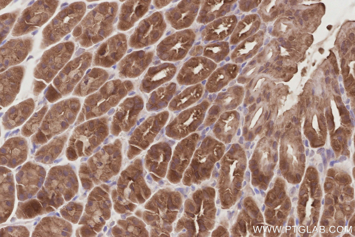 Immunohistochemical analysis of paraffin-embedded mouse stomach tissue slide using KHC2905 (SLK IHC Kit).