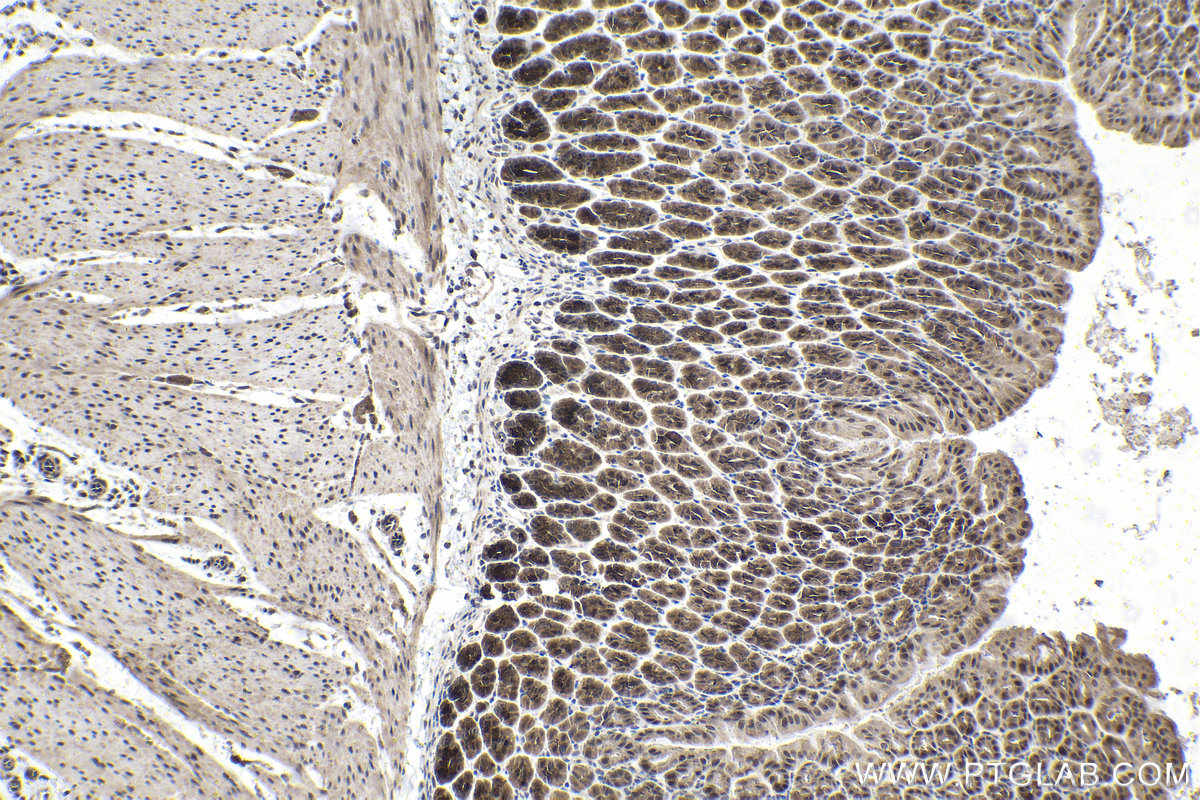 Immunohistochemical analysis of paraffin-embedded mouse stomach tissue slide using KHC1493 (SLU7 IHC Kit).